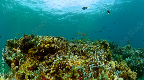 Fish and coral reef, underwater seascape. Undersea life background.