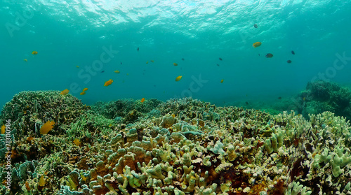 Fototapeta Naklejka Na Ścianę i Meble -  Colorful tropical fish and corals. Marine sanctuary, protected area.