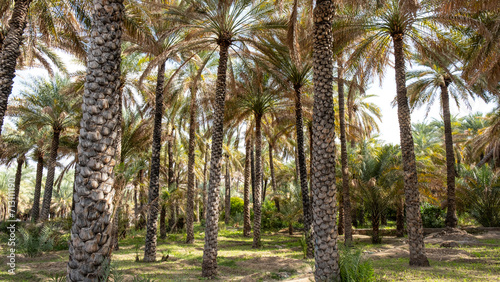 Palm Tree Forest in Fanja Village of Oman