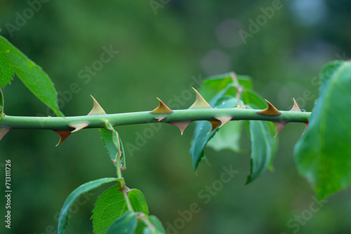 Green rose branch with thorns