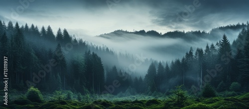 Mystical Foggy Forest at Dawn with Pine Trees