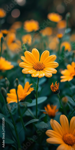 daisy flower is large  in the style of sky-blue and amber