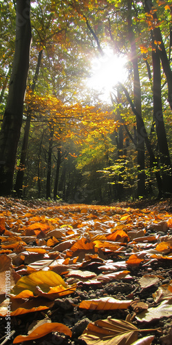 The sun-dappled forest floor was carpeted with fallen leaves