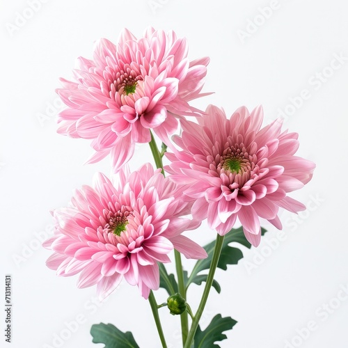 Bouquet of delicate pink chrysanthemums on a white background close up