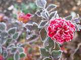 Beautiful rose flower full of snow and ice surrounded by green leaves forming a winter background