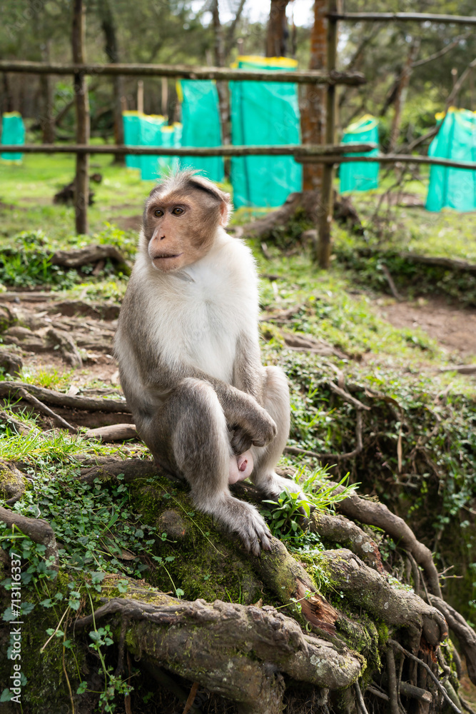 japanese macaque sitting on a tree