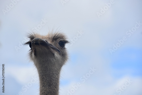 Ostrich with His Head in the Clouds