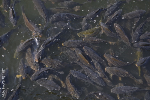 Fishes playing in water of a lake
