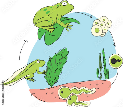 Life cycle of a frog. Amphibian reproduction. Lifecycle Frogs. Grow development stages. Reproductive metamorphosis. Egg embryo tadpole, young froglet, adult step. Explanation. Draw Illustration Vector