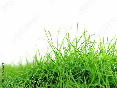 Green grass isolated on white 