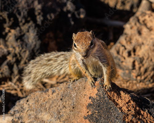 Barbary ground squirrel on a rock at Parque Natural de Corralejo, Fuerteventura, Spain