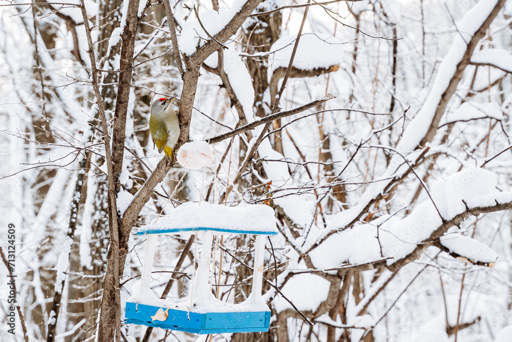 Fototapeta premium Winter feathered bird sitting on a branch near feeder, bird with red crest, taking care of birds in winter.