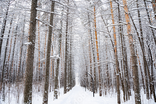 A walking alley in a city park in winter  a beautiful landscape in the cold season  tree trunks in the snow.