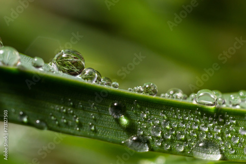 Water drops on the green grass. Morning dew, watering plants. Drops of moisture on leaves after rain. Beautiful green background on an ecological theme