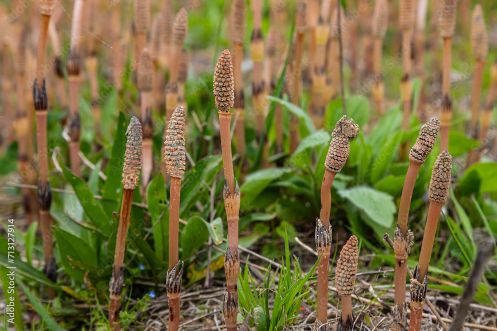 Equisetum arvense, the field horsetail or common horsetail, is an herbaceous perennial plant of the family Equisetaceae. Horsetail plant Equisetum arvense
