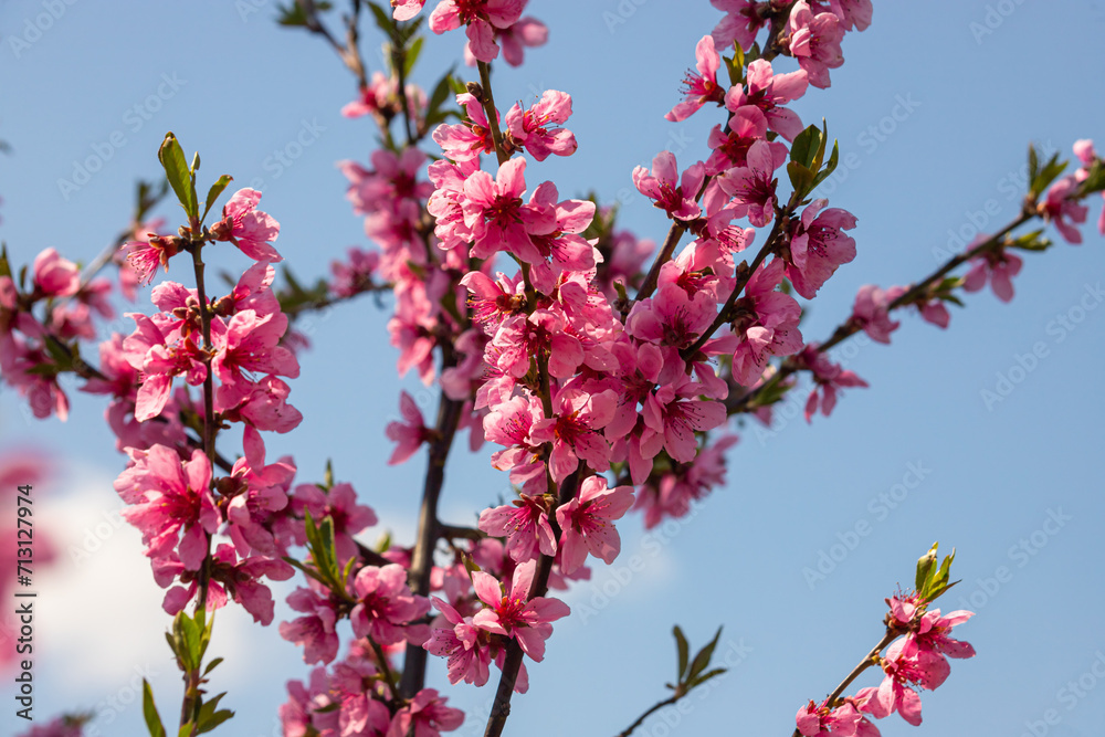Peach tree, blurred background. Blooming tree in spring with pink flowers. The beauty of the spring garden, the concept of spring Peach tree, blurred background. Blooming tree in spring with pink flowers. The beauty of the spring garden, the concept of spring