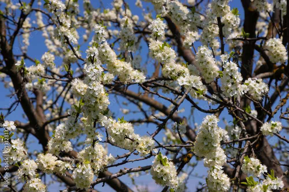 Selective focus of beautiful branches of plum blossoms on the tree under blue sky, Beautiful Sakura flowers during spring season in the park, Floral pattern texture, Nature background Selective focus of beautiful branches of plum blossoms on the tree under blue sky, Beautiful Sakura flowers during spring season in the park, Floral pattern texture, Nature background
