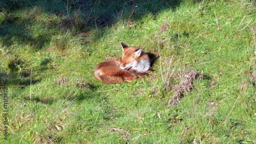 Fox in the winter sun