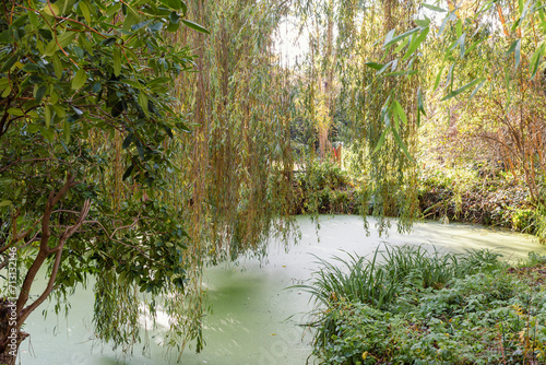 Green pond in a park