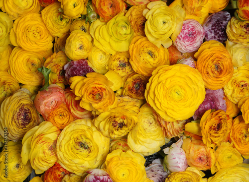 Flowers wall background with amazing, orange and yellow ranunculus flowers, hand made yellow flower wall, Easter background. Colorful flowers mix. Pattern of flowers. NO AI	