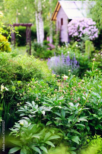 spring in cottage english garden. Blooming syringa meyeri Palibin, wooden archway, catnip (nepeta) and stachys. Blue and lilac colours.