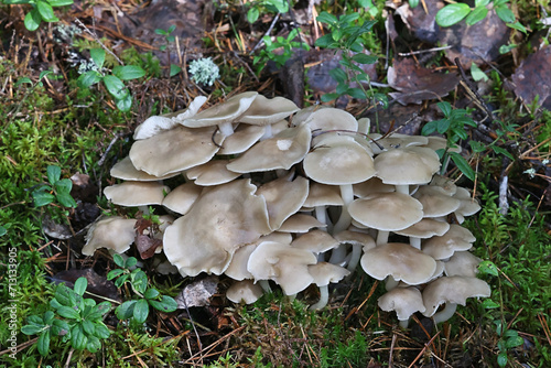 Lyophyllum fumosum, sometimes called the fried chicken mushroom, wild fungus from Finland photo