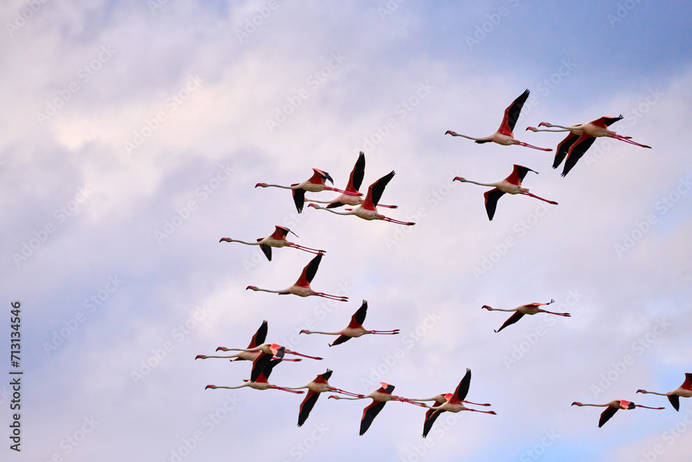 Flamingo flight on the blue sky with white clouds.
A flock of flying pink flamingos on the background of sky with clouds. 