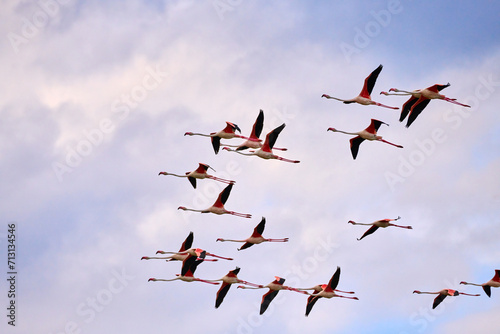 Flamingo flight on the blue sky with white clouds. A flock of flying pink flamingos on the background of sky with clouds. 