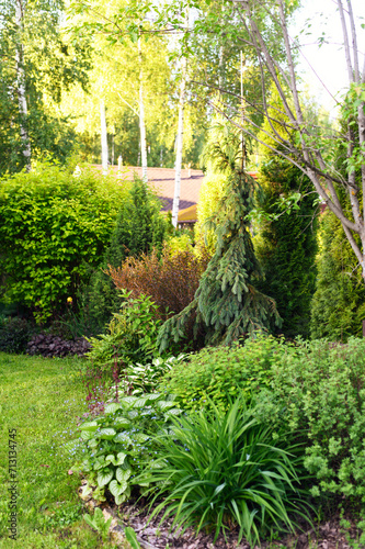 Mixed border in summer garden. Weeping spruce, brunnera, spirea and day-lily planted together. photo