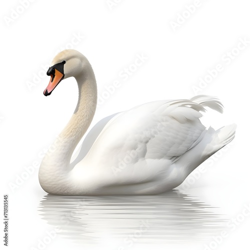 swan on the water on white bacground