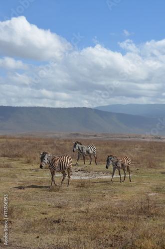 Herd of young zebra