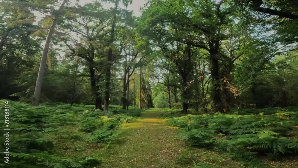 A summer walk through the green forest full of vegetation. Hike on a trail in the New Forest National Park 4k A summer walk through the green forest full of vegetation. Hike on a trail in the New Forest National Park 4k