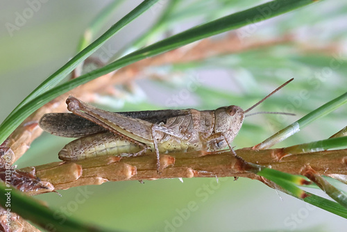 Common field grasshopper, Chorthippus brunneus