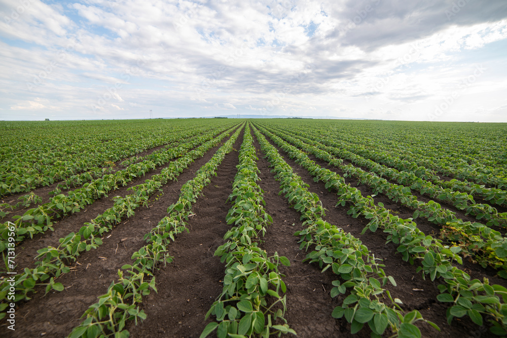 Soybean field ripening at spring season, agricultural landscape