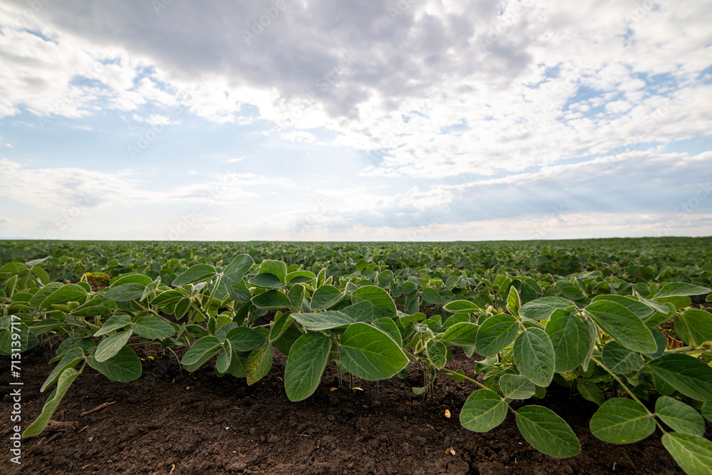 Soybean field ripening at spring season, agricultural landscape
