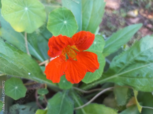 Fototapeta Naklejka Na Ścianę i Meble -  Nasturtium plant with rounded leaves and colored blooms The flowers of this plant are funnel-shaped and cone in varying shades of yellow, orange, pink, and red.Nasturtium is a fast-growing annual plan