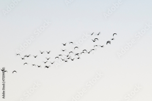 Egret flock in flight, La Pampa province, Patagonia, Argentina
