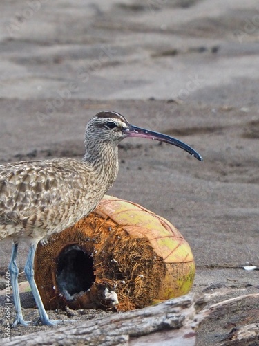 bird on the beach