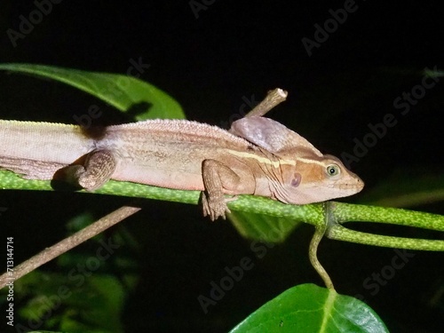 chameleon on a branch
