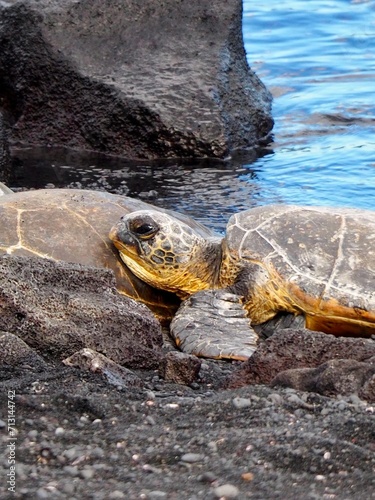 turtle on the rocks