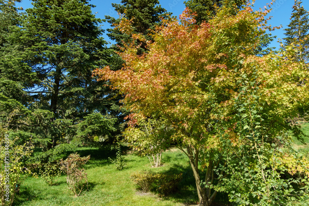 Japanese maple Acer Palmatum in Japanese garden. Public landscape park of Krasnodar or Galitsky Park, Russia.