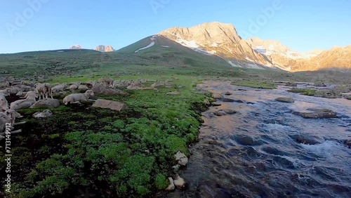Flock of sheep and stream landscape in the Himalayas Nepal-Kashmir in the Himalayan region High mountain hiking concept Nature camping, India.