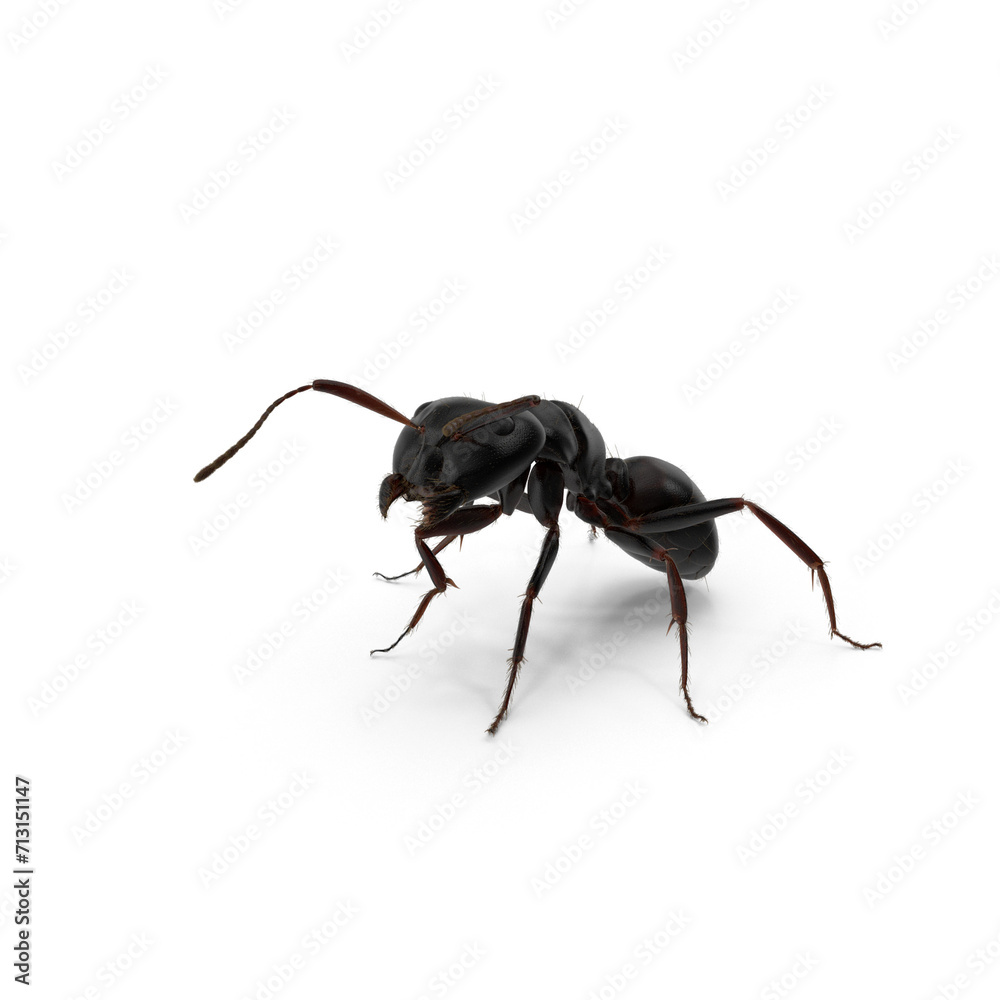 Black Ant PNG