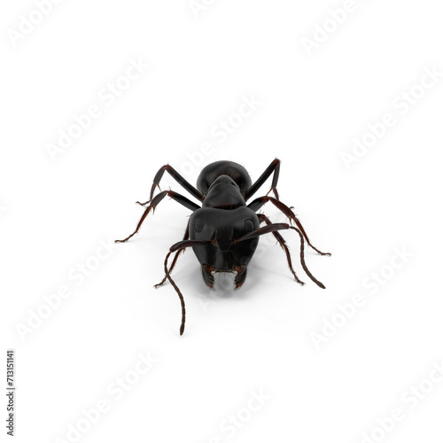 Black Ant PNG © PNG 