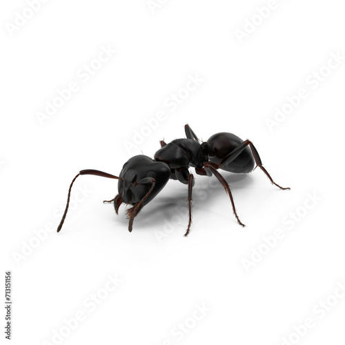 Black Ant PNG