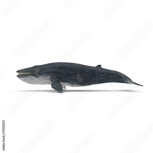 Blue Whale PNG