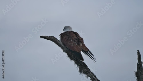 Yala Nationalpark, Sri Lanka: Ein Brahmanenmilan photo