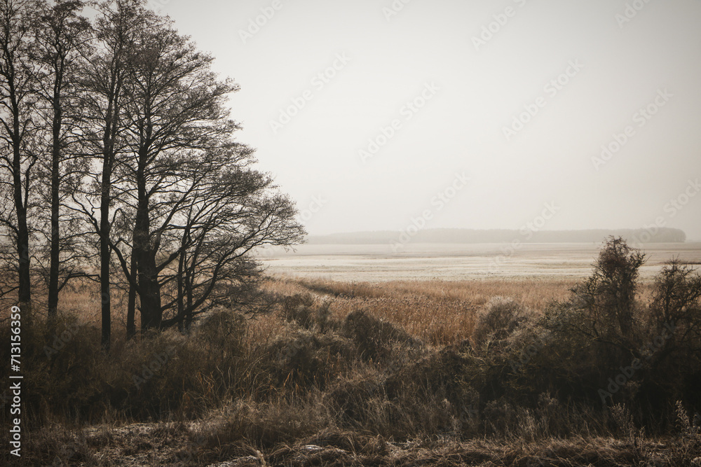 A winter landscape in the wetlands. Foggy morning.  