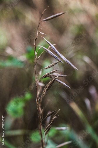 Macro photo of grass with seeds.  Makro zdjęcie trawy z nasionkami.  © Adrianna