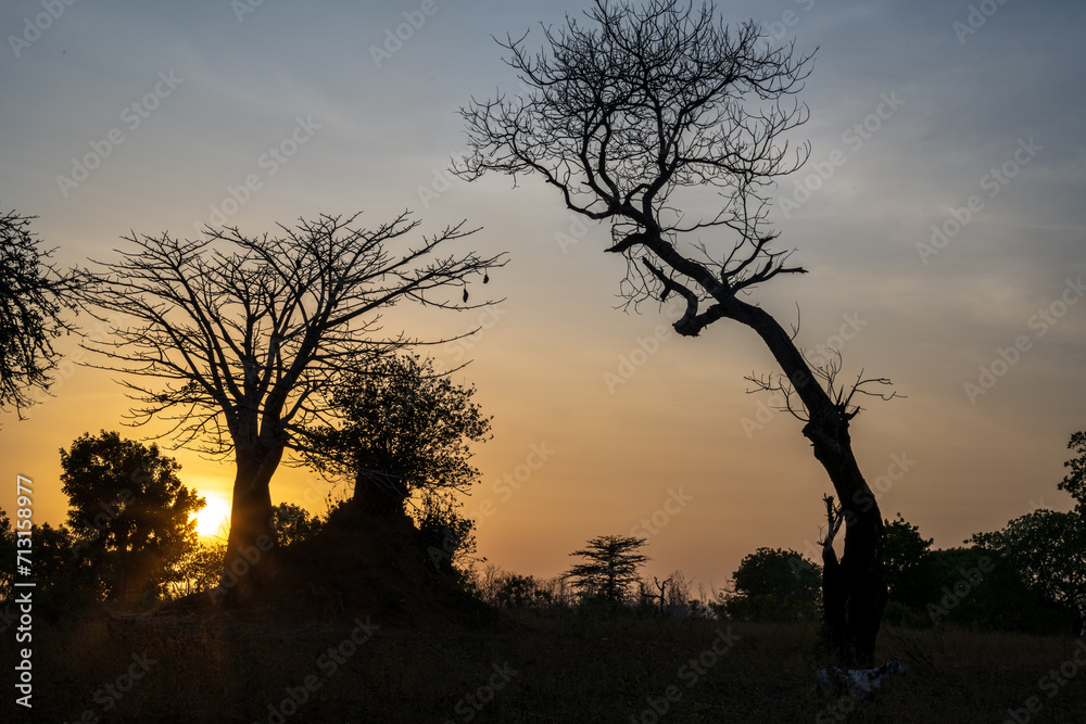 blue sky over the savannah of Africa